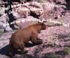 Black bear Senate plea